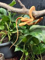 Corallus Hortulanus CB250101 02, Serpent, 0 à 2 ans