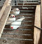 Zebravinken, Meerdere dieren