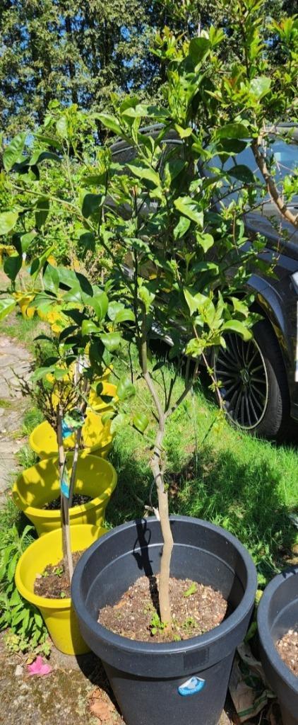 🖤🖤🖤   SINAASAPPEL   BOOM, Tuin en Terras, Planten | Fruitbomen, Overige soorten, 100 tot 250 cm, Volle zon, Zomer, In pot, Ophalen
