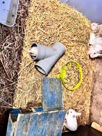 Superlieve dwergkonijntjes, Dieren en Toebehoren, Meerdere dieren, Overige typen, Tam, September