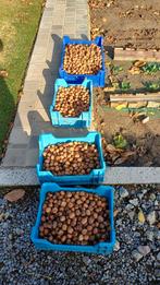 elk dag verse walnoten 3€/ per kilo, Ophalen