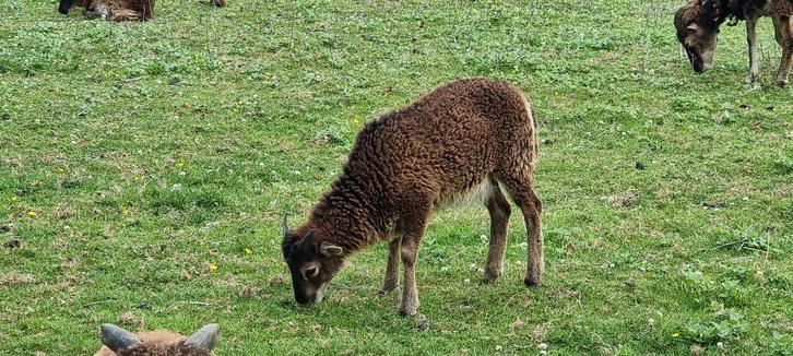 Agneaux de Soay, Dieren en Toebehoren, Overige Dieren, April