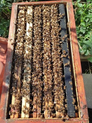 Colonies d'abeilles Buckfast 