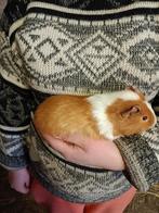 Cavia beertje, Dieren en Toebehoren, Mannelijk, Cavia, Tam