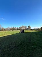 Plaats voor 1 paard op onze weide met track- Heist od Berg, Animaux & Accessoires, Box & Pâturages, Élevage, 1 cheval ou poney