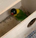 Dwergpapegaai, Meerdere dieren, Dwergpapegaai of Agapornis, Geringd