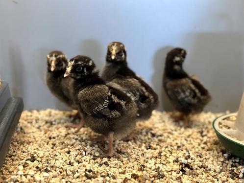 Wyandotte groot kuikens, gesekst en ingeënt, Dieren en Toebehoren, Pluimvee, Kip, Vrouwelijk