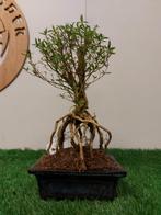 Bonsai serrissa, Ophalen of Verzenden