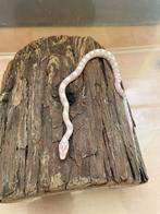 Snow (motley) korenslangen, Dieren en Toebehoren, Slang, 0 tot 2 jaar