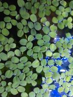 Aquarium drijfplantjes Salvinia minima, Ophalen of Verzenden, Zo goed als nieuw