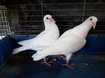 Jonge witte reisduiven, Animaux & Accessoires, Oiseaux | Pigeons