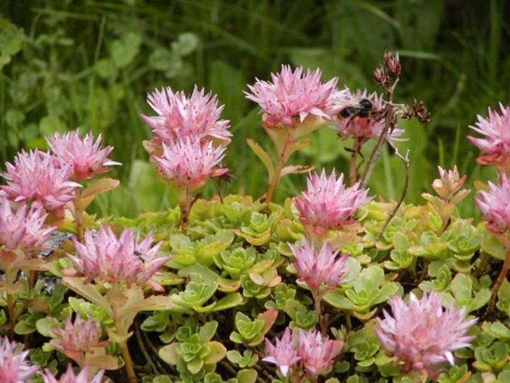 24 Sedum spurium, roze muurpeper p9, Tuin en Terras, Planten | Tuinplanten, Vaste plant, Bodembedekkers, Volle zon, Zomer, Ophalen