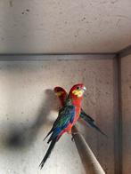 3-0 Stanley 2025, Mannelijk, Parkiet, Geringd