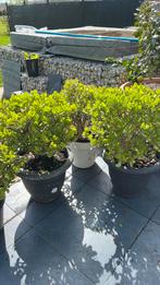 Crassula vetplanten, Tuin en Terras, Planten | Tuinplanten, Ophalen of Verzenden