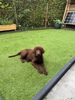 Labrador Retriever, België, Particulier, Reu, 8 tot 15 weken