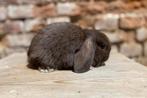 Raszuiver minilop voedstertje (transport mogelijk), Dieren en Toebehoren, Vrouwelijk, Dwerg, Hangoor, 0 tot 2 jaar
