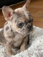 franse bulldog pups, Dieren en Toebehoren, België, Reu, 8 tot 15 weken, CDV (hondenziekte)