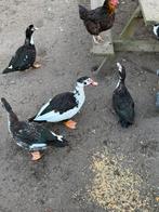 Barberies te koop €12 per stuk, Dieren en Toebehoren, Pluimvee