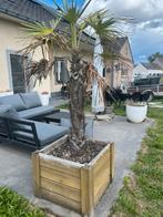 Palmboom met bak, Tuin en Terras, Planten | Bomen, Ophalen, Palmboom