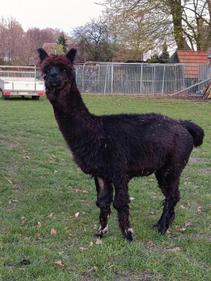 Alpaca ruin, Dieren en Toebehoren, Schapen, Geiten en Varkens