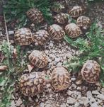 Griekse landschildpad 2025, Dieren en Toebehoren, Ophalen