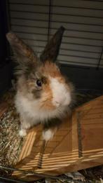 7 months old bunny, Mâle, Petit, 0 à 2 ans