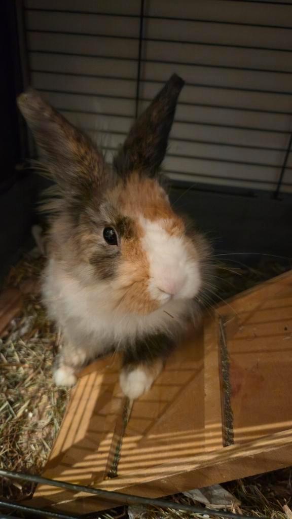 7 months old bunny, Animaux & Accessoires, Lapins, Petit, Mâle, 0 à 2 ans