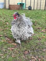 Zijdehoen USA haan frizzle parelgrijs, Mâle, Poule ou poulet