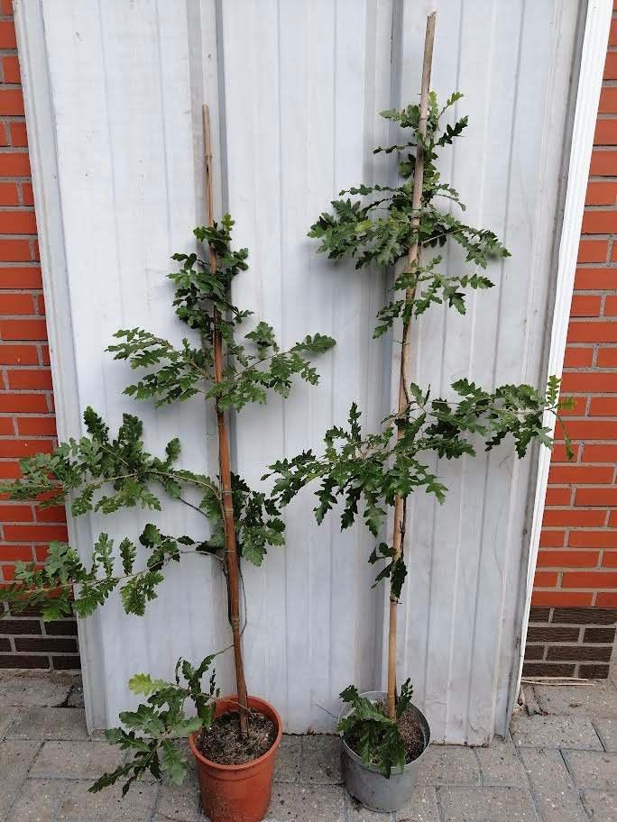Quercus Cerrus, Tukse eik, Moseik in 10l potten, Tuin en Terras, Planten | Bomen, Overige soorten, 100 tot 250 cm, Volle zon, In pot