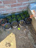 planten munt, tijm, pioenroos donker roos, meiklok,, Tuin en Terras, Planten | Tuinplanten, Ophalen, Vaste plant