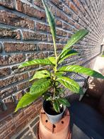 Néflier japonais (Eriobotrya japonica), Jardin & Terrasse, Été, En pot, Plein soleil, Moins de 100 cm