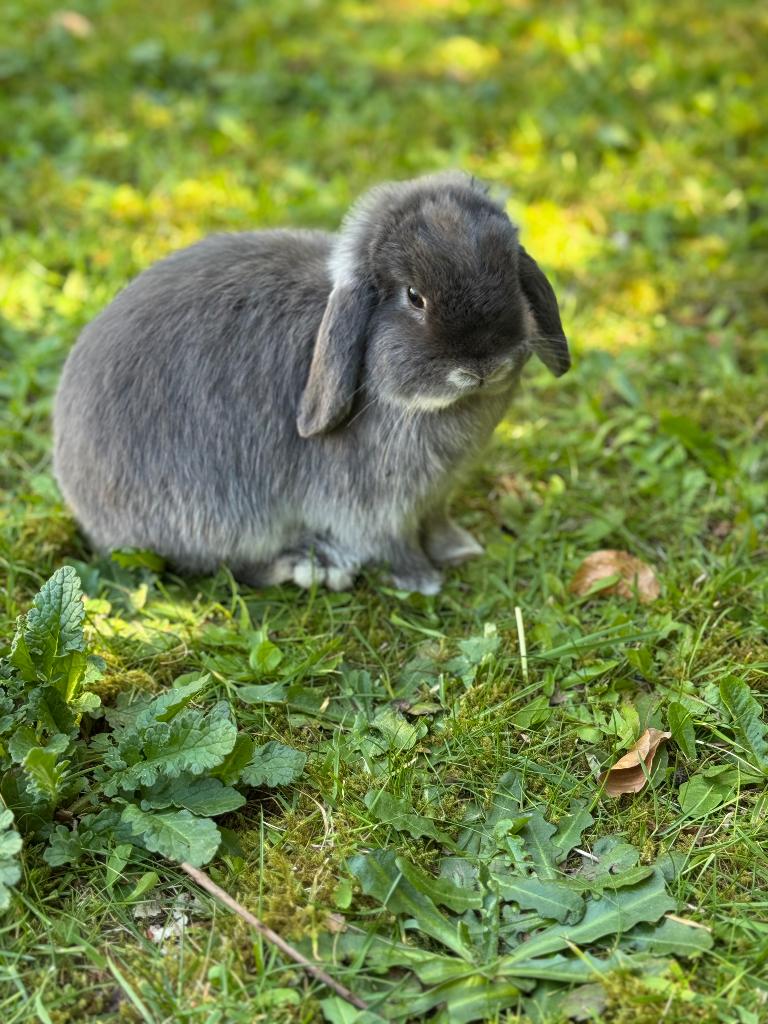 2 hangoor dwergkonijntjes (NHD) + konijnenhokken, Dieren en Toebehoren, Mannelijk, Dwerg, Hangoor, 0 tot 2 jaar