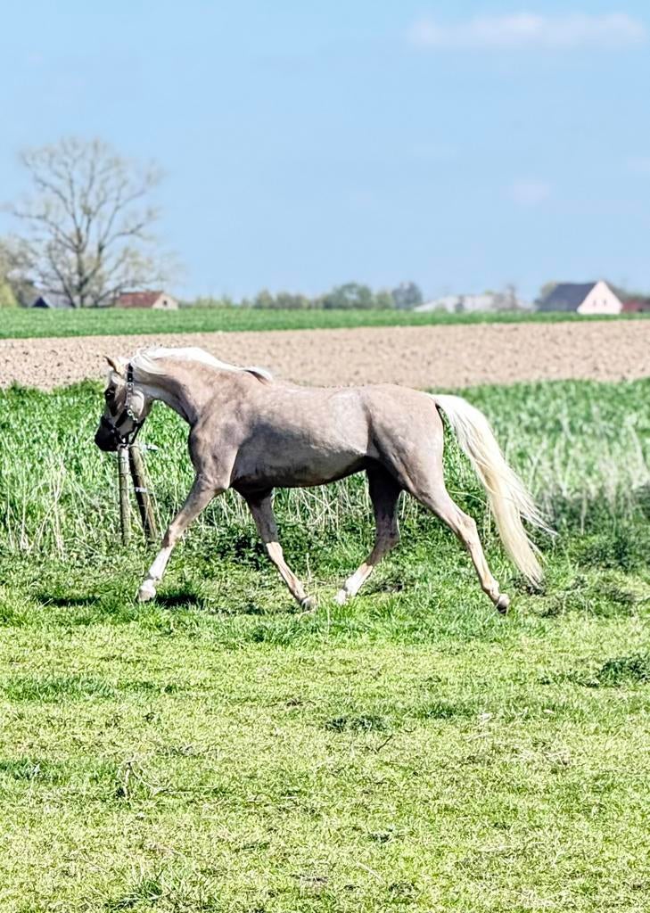 Super toffe welsh beleerd voor de koets, Dieren en Toebehoren, Pony's, Met stamboom, Ruin, Zadelmak, 3 tot 6 jaar