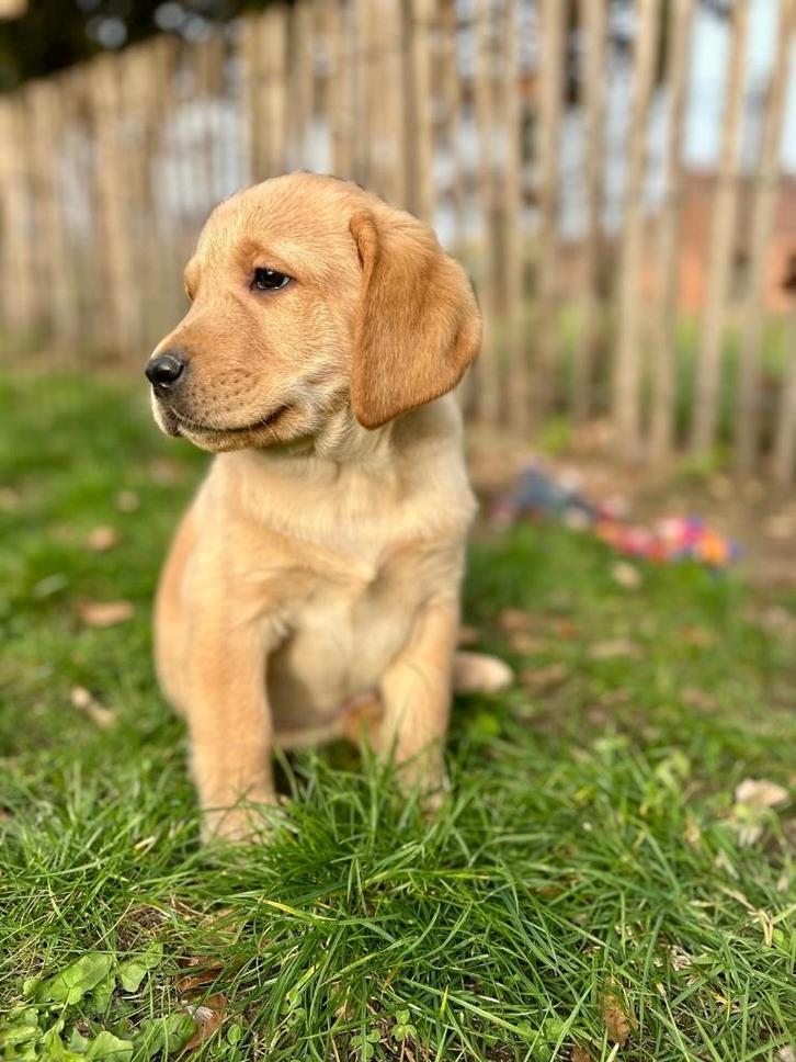 Leuke labrador retriever pups, Dieren en Toebehoren, Honden | Retrievers, Spaniëls en Waterhonden, Meerdere dieren, Labrador retriever