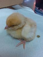 Poussins chamois Orpington