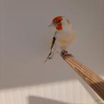 Majoorr putters van  2025, Dieren en Toebehoren, Vogels | Overige Vogels, Geringd