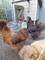 Broedeieren zijdehoender, Dieren en Toebehoren, Pluimvee, Kip