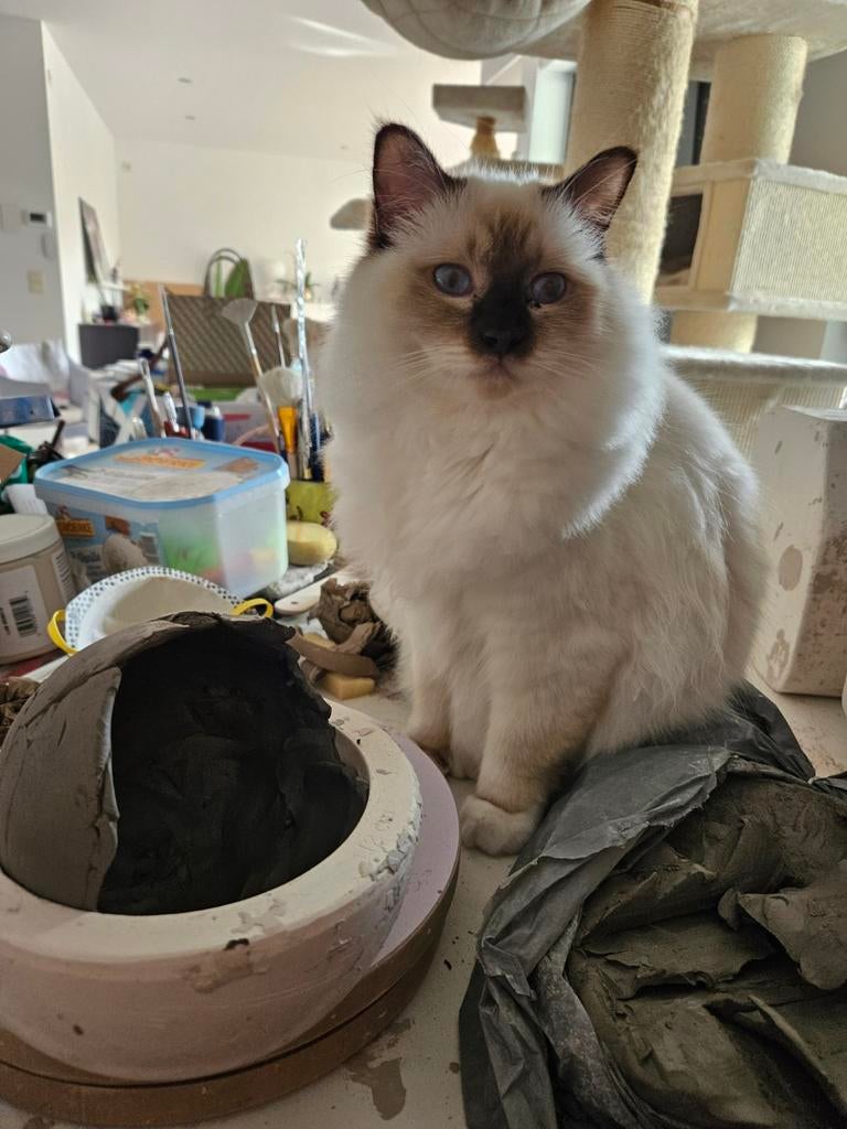 Atelier gezocht Lommel en omstreken, Antiquités & Art, Antiquités | Céramique & Poterie, Enlèvement