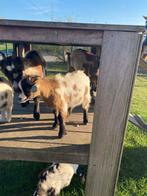Geitjes Te Koop, Dieren en Toebehoren, Januari, Mannelijk