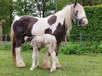Chevaux Irish Cob (bonne ascendance), Animaux & Accessoires, Plusieurs animaux, Ne s'applique pas, Moins de 160 cm