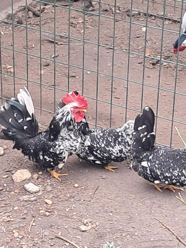 Chabo trio, Animaux & Accessoires, Volatiles