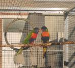 Koppel lori, Geringd