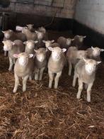 Poll dorset lammeren, Plusieurs animaux, Mouton, 0 à 2 ans