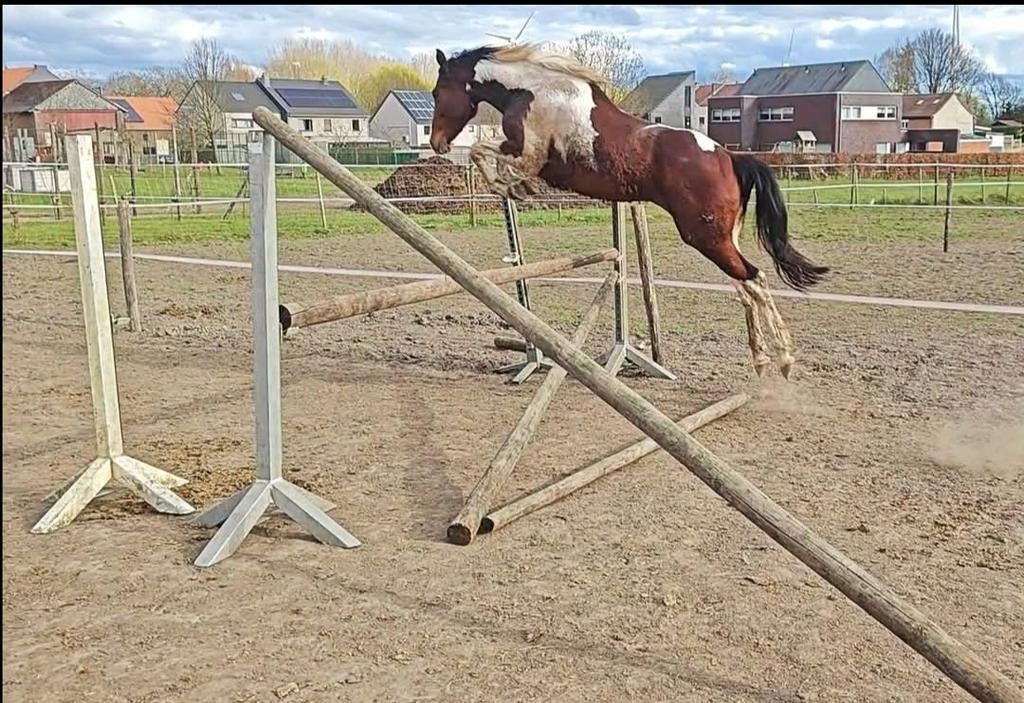 À la couverture : étalon hétérozygote hétérozygote, Étalon