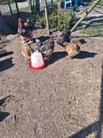 Broedeieren, Geslacht onbekend, Kip