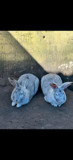 Konijnen vlaamse reuzen rammelaars., Animaux & Accessoires, Lapins, Mâle, Grand, 0 à 2 ans