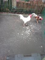 2 leghorn hanen 5€., Dieren en Toebehoren, Mannelijk, Kip