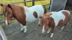 3 Shetlanders (2+1) zoeken goede thuis, Dieren en Toebehoren, Pony's, Merrie
