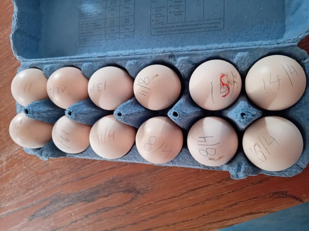 Broed eieren indio gigante, Dieren en Toebehoren, Pluimvee