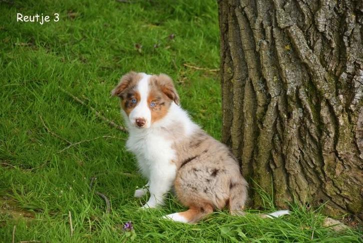 Prachtige Border Collie pups, Animaux & Accessoires, Chiens | Bergers & Bouviers, Plusieurs animaux, Colley, Éleveur | Professionnel